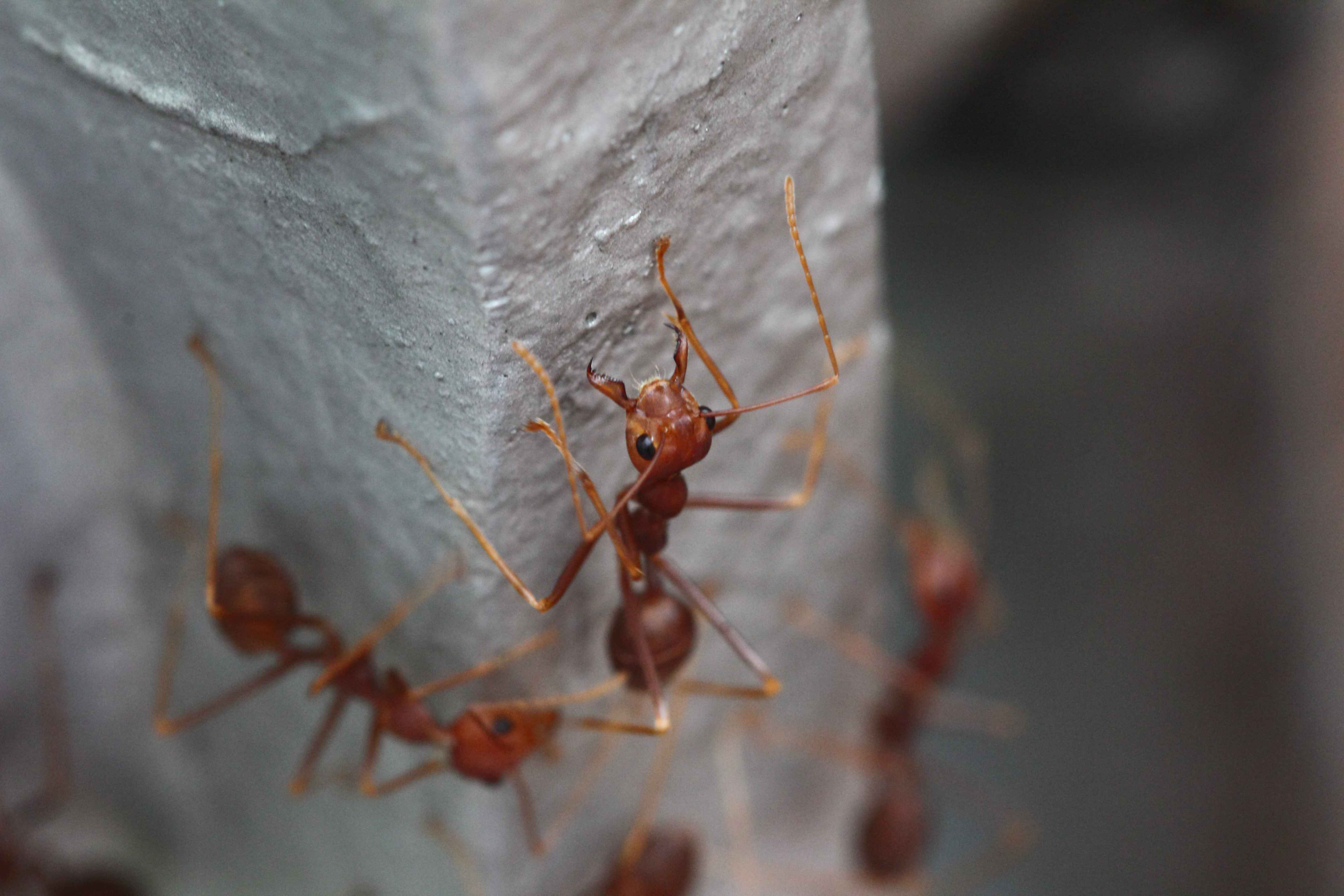 Tick, Flea and Ant Control